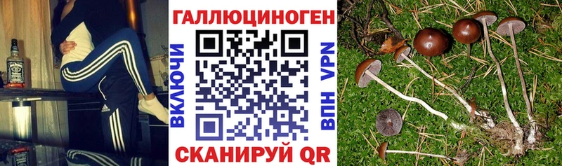 Псилоцибиновые грибы Psilocybine cubensis  МЕГА онион  Сясьстрой 